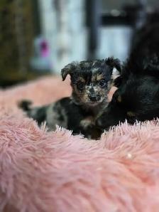 Chihuahua pups - Photo 2