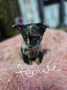 Chihuahua pups - Photo 3
