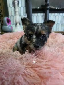 Chihuahua pups - Photo 4