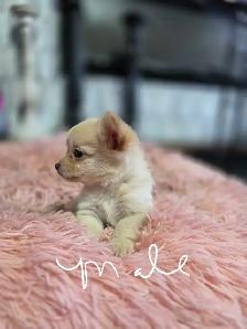 Chihuahua pups - Photo 5