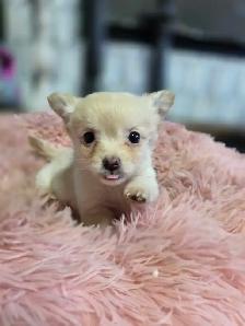 Chihuahua pups - Photo 6