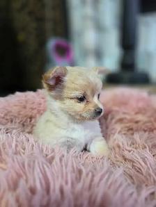 Chihuahua pups - Photo 7