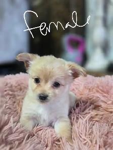 Chihuahua pups - Photo 8
