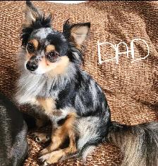 Chihuahua pups - Photo 9