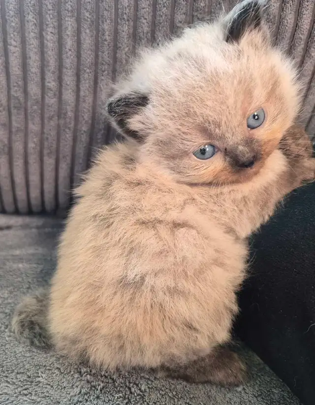 Ragdoll kittens
