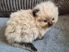 Ragdoll kittens - Photo 2