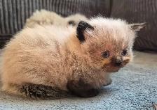 Ragdoll kittens - Photo 3