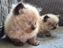 Ragdoll kittens - Photo 4