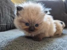 Ragdoll kittens - Photo 5