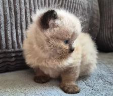 Ragdoll kittens - Photo 6