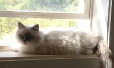 Ragdoll kittens - Photo 7