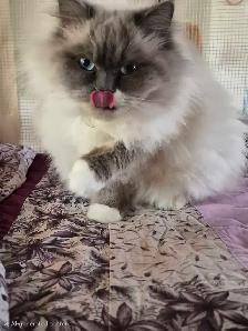 Ragdoll kittens - Photo 8