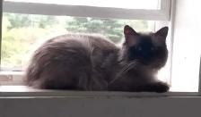 Ragdoll kittens - Photo 10