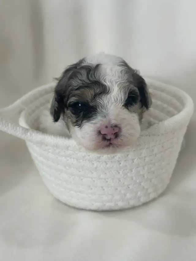 Toy Poodles