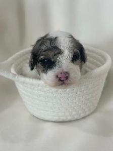 Toy Poodles