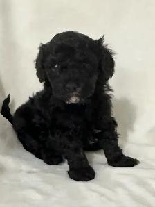 Toy Poodles - Photo 2