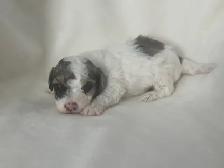 Toy Poodles - Photo 3