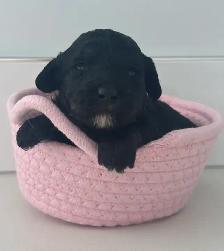 Toy Poodles - Photo 4