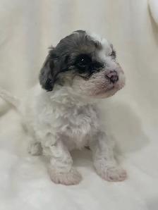 Toy Poodles - Photo 5