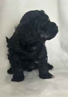 Toy Poodles - Photo 6