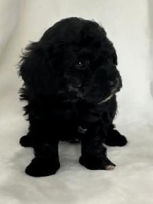 Toy Poodles - Photo 8