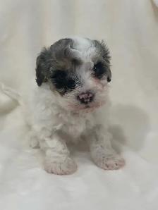 Toy Poodles - Photo 9