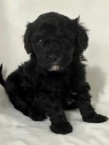 Toy Poodles - Photo 10