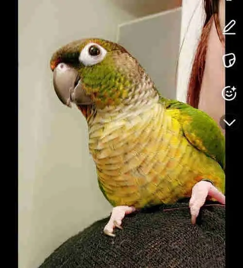 Conure à joues vertes