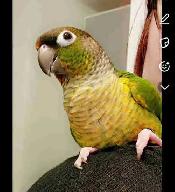Conure à joues vertes
