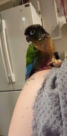 Conure à joues vertes - Photo 3
