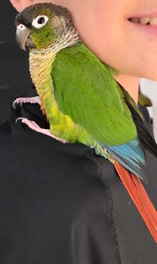 Conure à joues vertes - Photo 4