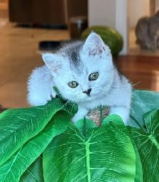 Gorgeous Scottish Straight Baby Girl – SPECIAL $600!