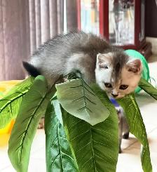 Gorgeous Scottish Straight Baby Girl – SPECIAL $600! - Photo 2