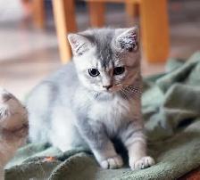 Gorgeous Scottish Straight Baby Girl – SPECIAL $600! - Photo 3
