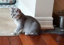 Gorgeous Scottish Straight Baby Girl – SPECIAL $600! - Photo 4