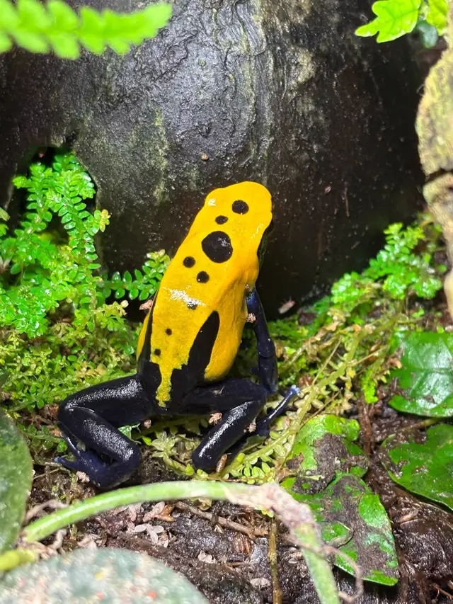 Dendrobate tinctorius "Citronella" pair