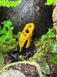 Dendrobate tinctorius "Citronella" pair