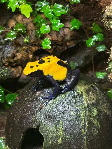 Dendrobate tinctorius "Citronella" pair - Photo 2