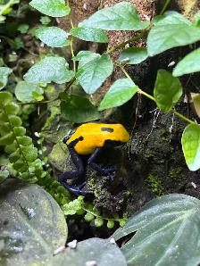 Dendrobate tinctorius "Citronella" pair - Photo 3