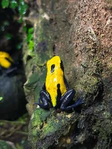 Dendrobate tinctorius "Citronella" pair - Photo 4