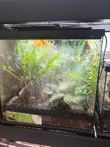 Dendrobate tinctorius "Citronella" pair - Photo 5
