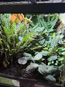 Dendrobate tinctorius "Citronella" pair - Photo 6