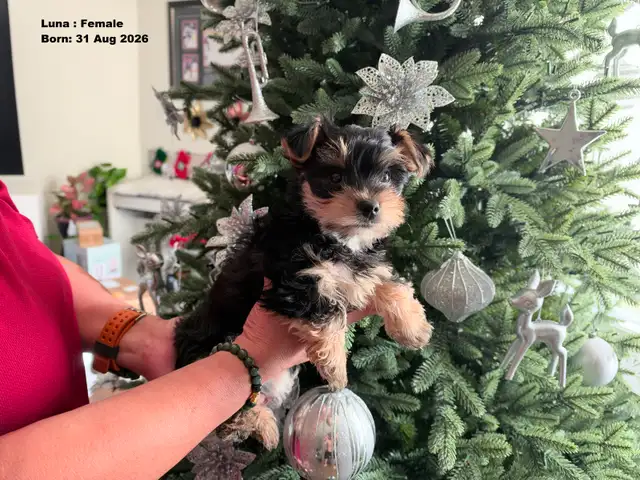 Female Yorkie for Sale ($1800)