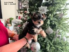 Female Yorkie for Sale ($1800)