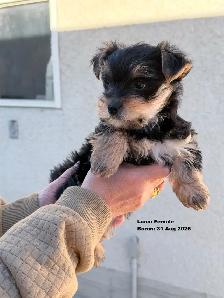 Female Yorkie for Sale ($1800) - Photo 2