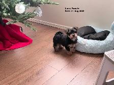 Female Yorkie for Sale ($1800) - Photo 3