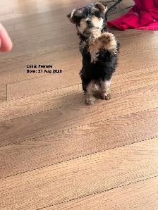Female Yorkie for Sale ($1800) - Photo 4