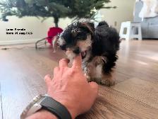 Female Yorkie for Sale ($1800) - Photo 5