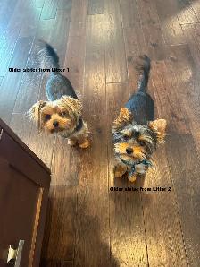 Female Yorkie for Sale ($1800) - Photo 6