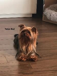 Female Yorkie for Sale ($1800) - Photo 7